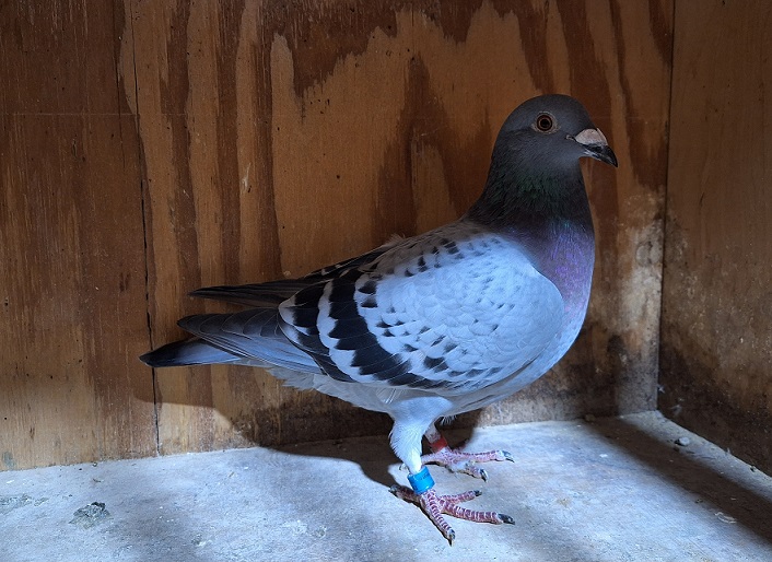 IF 2025 NLI 659 LT BC Hen PURE GEBR. JANSSEN ARENDONK