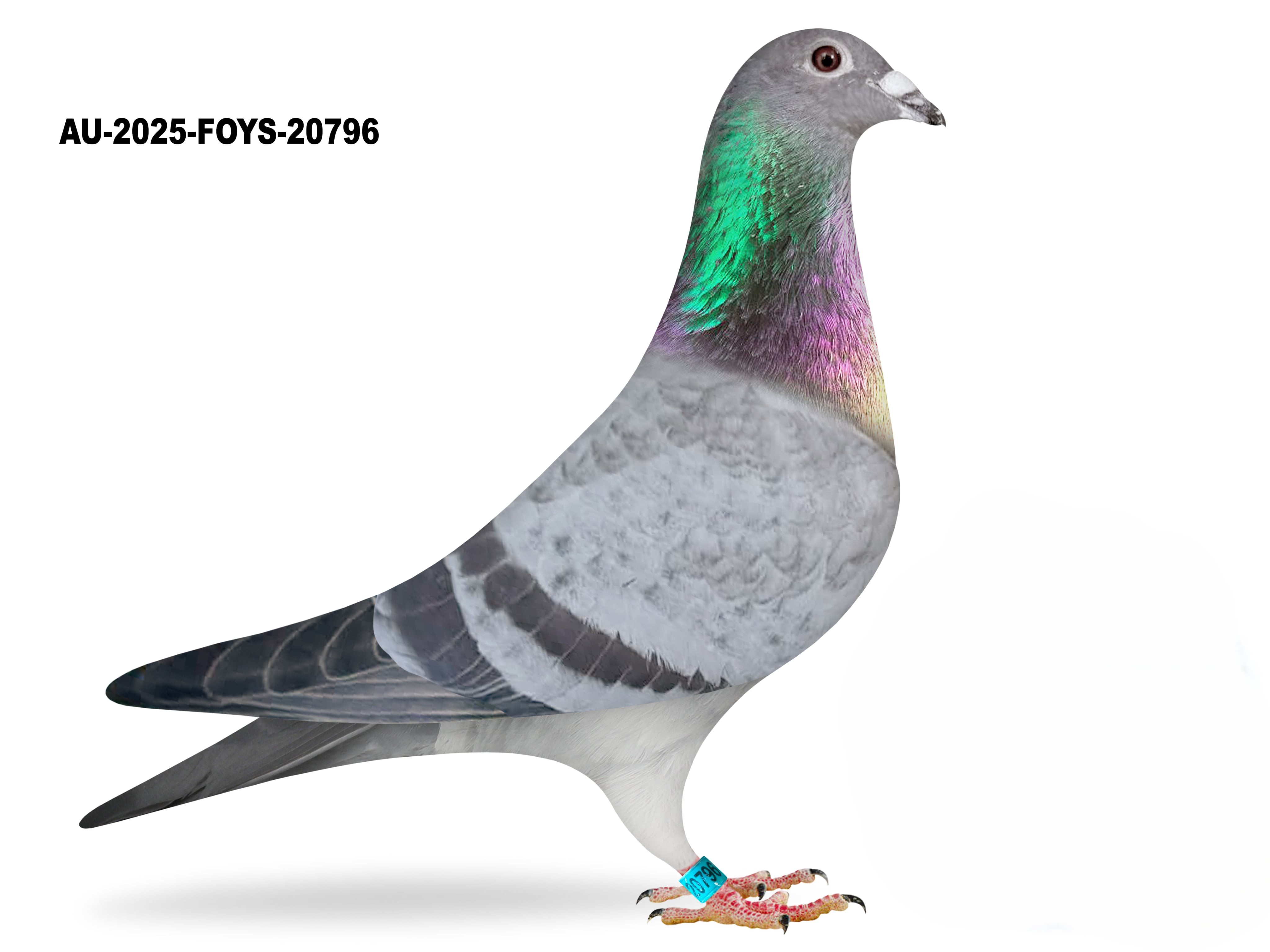 Donated by Rex Urbany