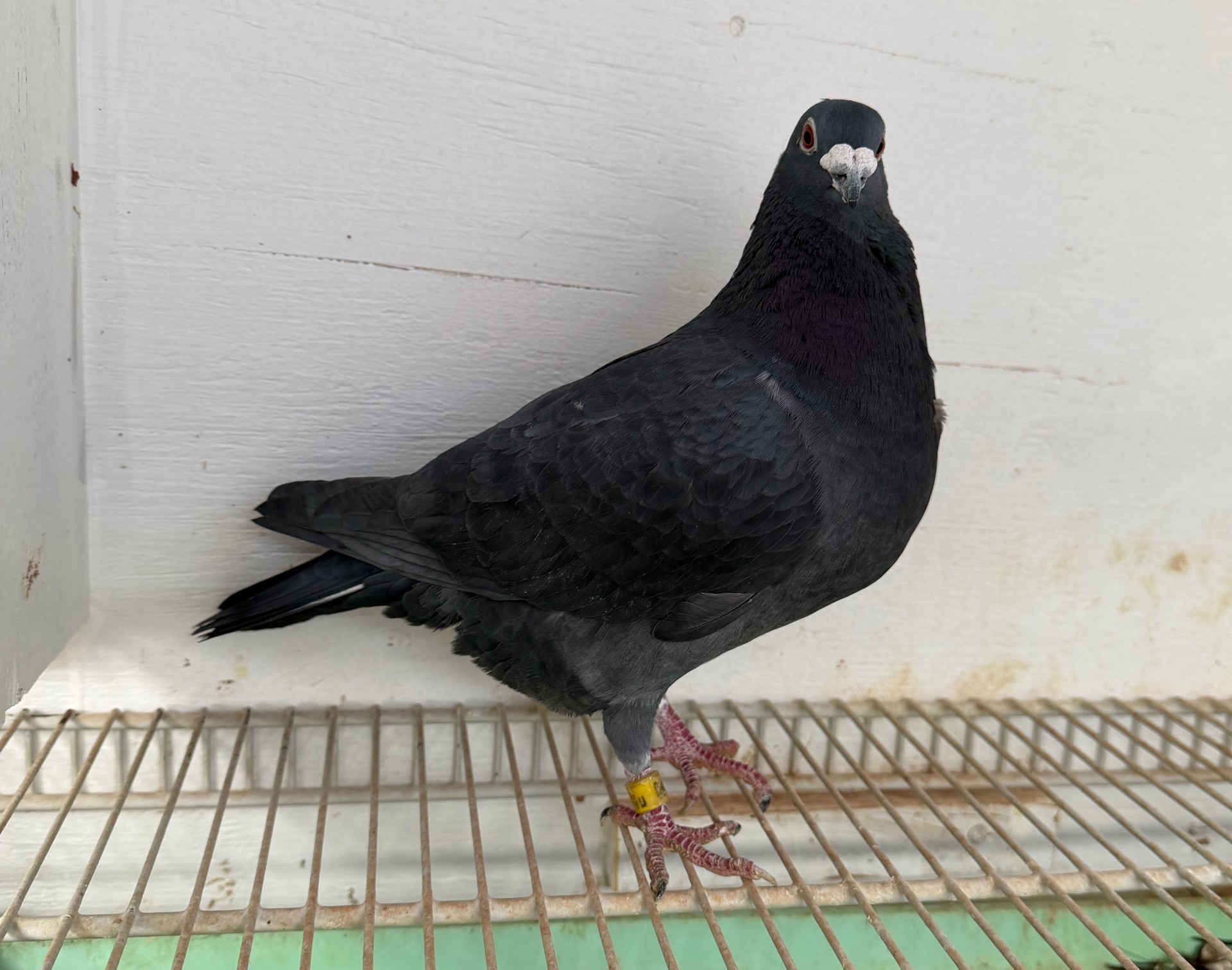 Linebred to CHALLENGE ACCEPTED X 2 SUPER GANUS HENS PROVEN FAMILY OF WINNERS