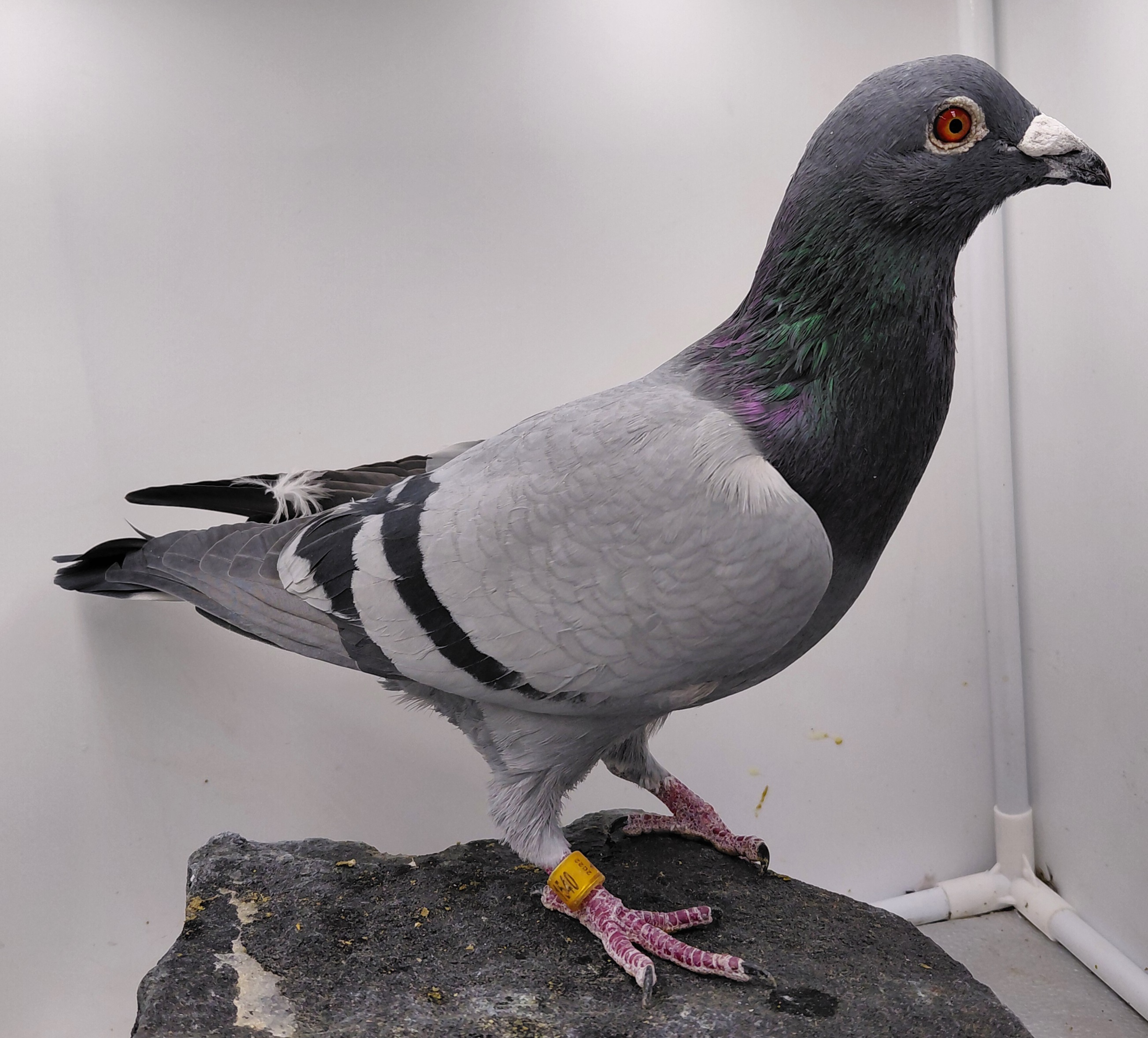 EL VICHO 1540-22 BB COCK