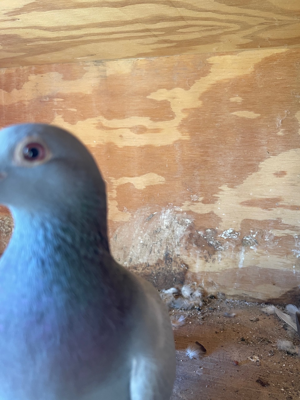 Winner best ziko blood in usa