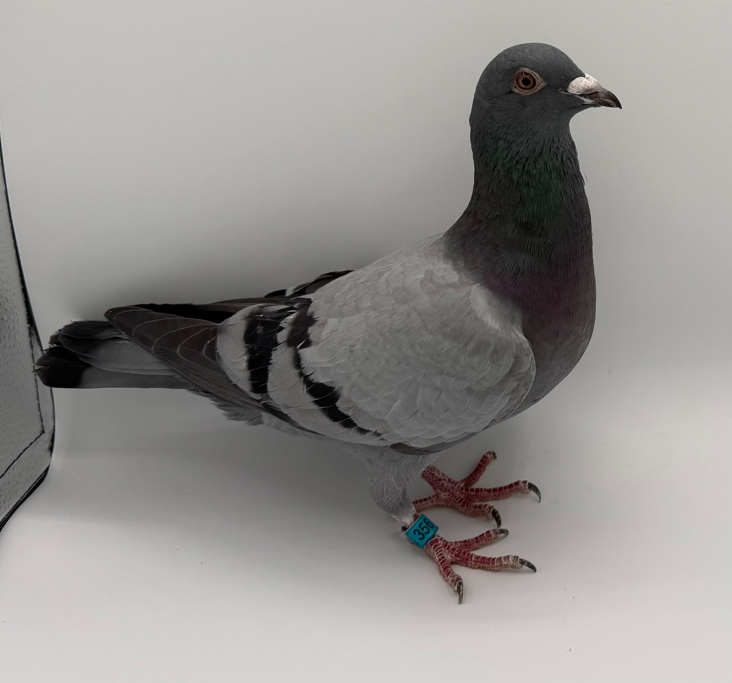 Full HALOVER BROTHER X AND KUWAIT MONEY WINNERS