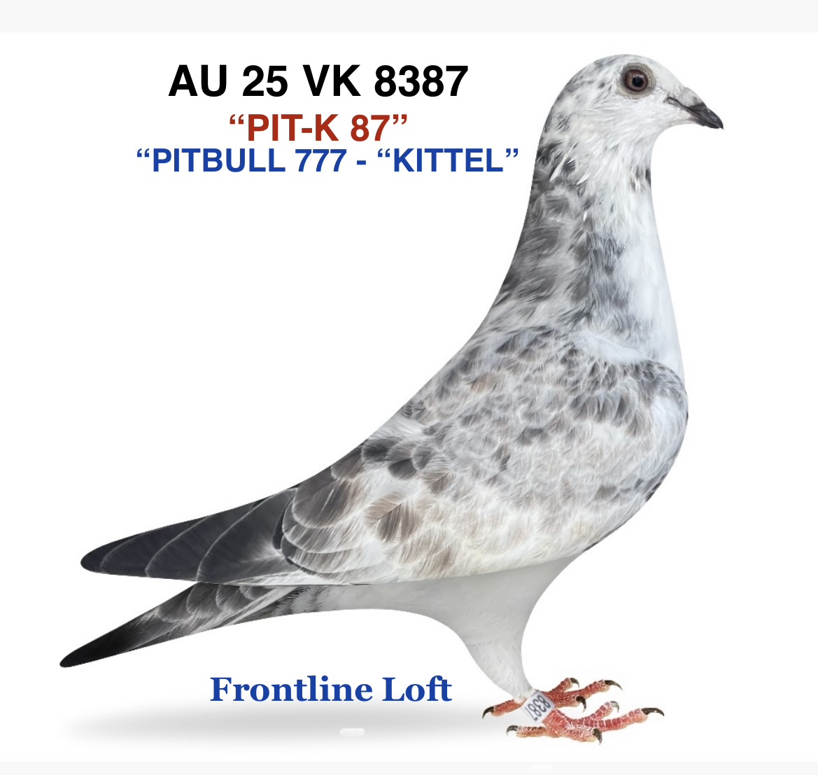 PITBULL 777 - KITTEL 