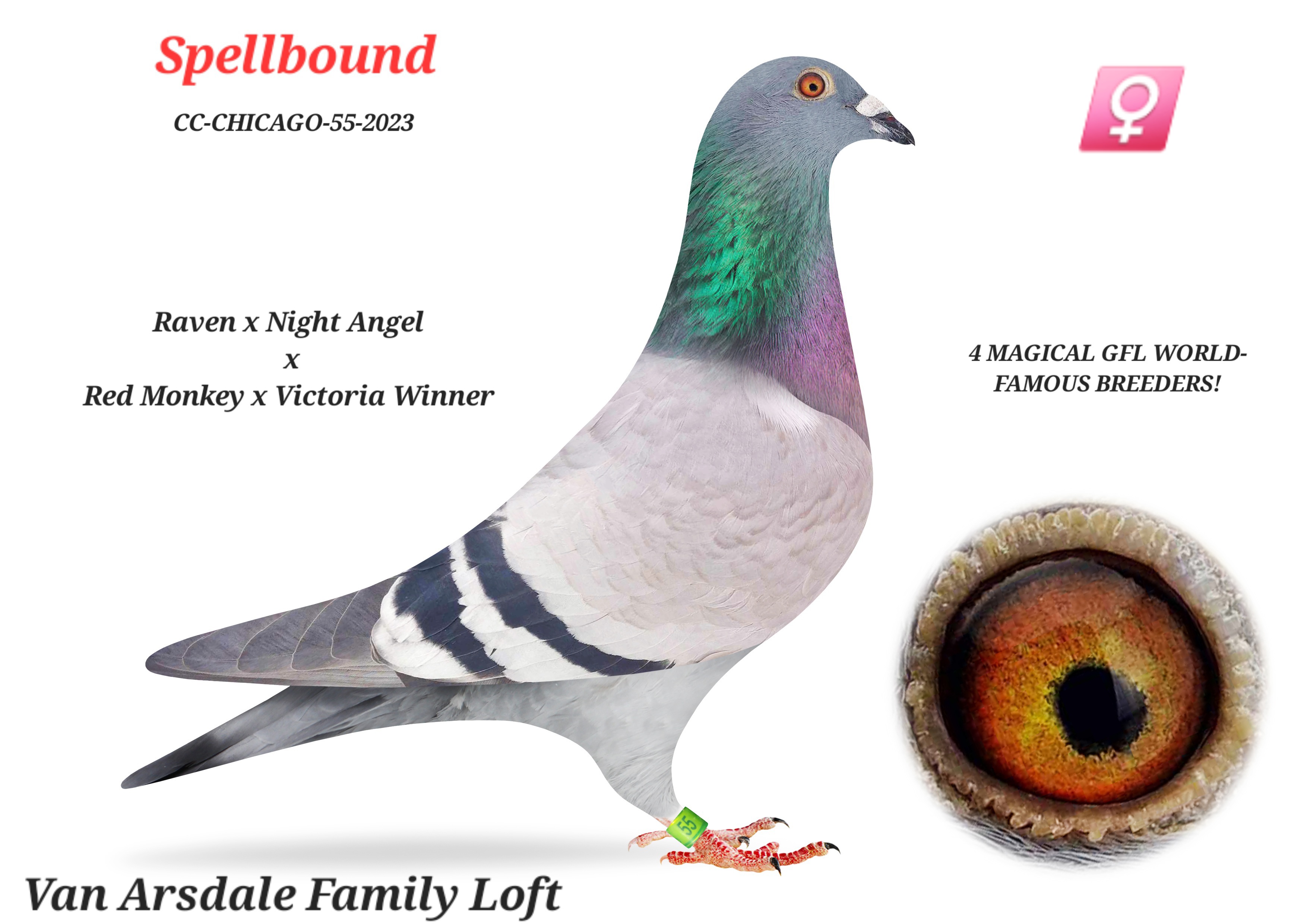 Raven / Red Monkey / Victoria Winner / Night Queen 