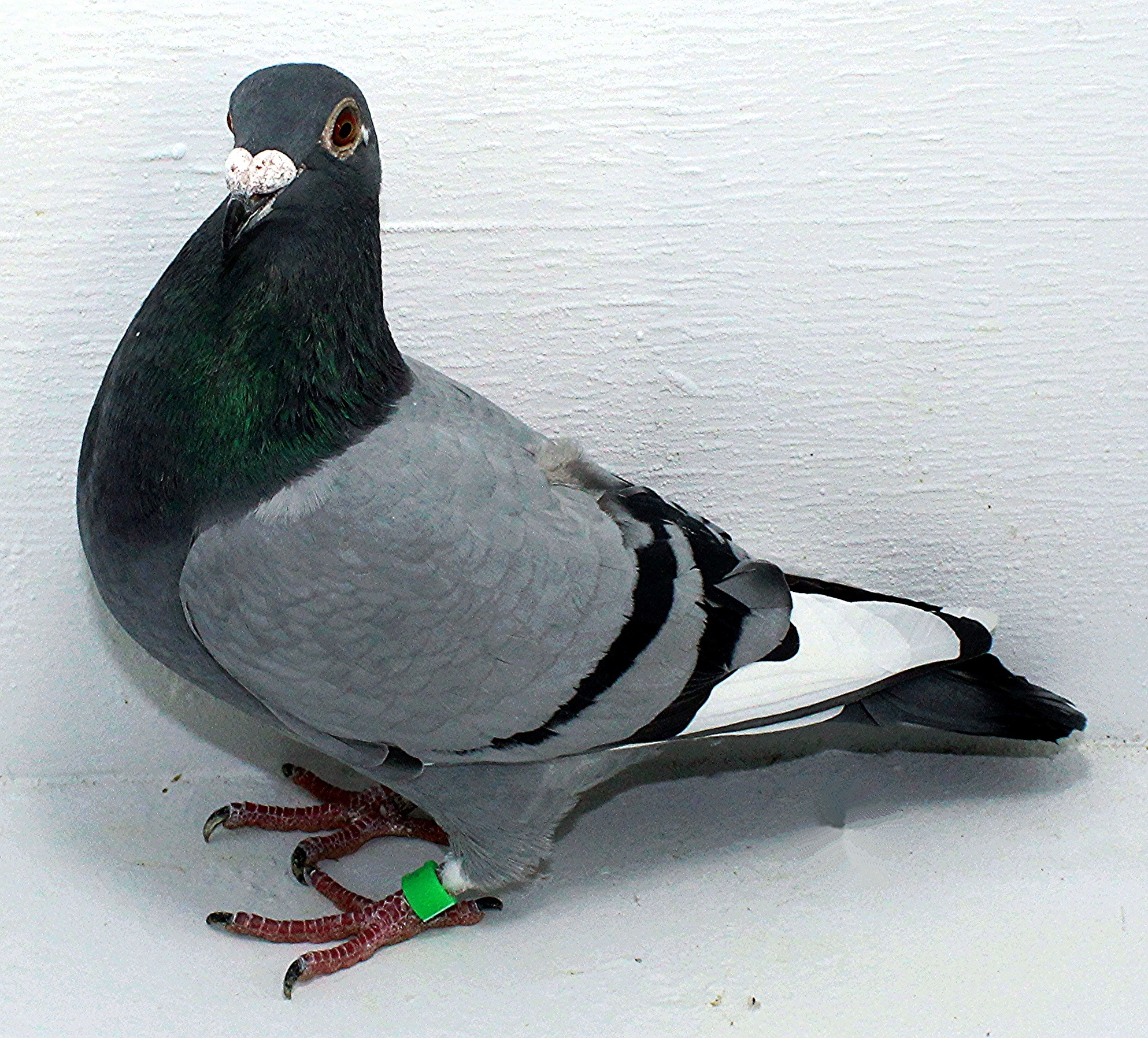 2518 NPA 2025 Gurnay