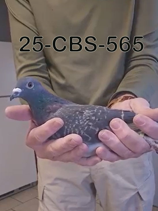 25-CBS-565 Dark check hen.