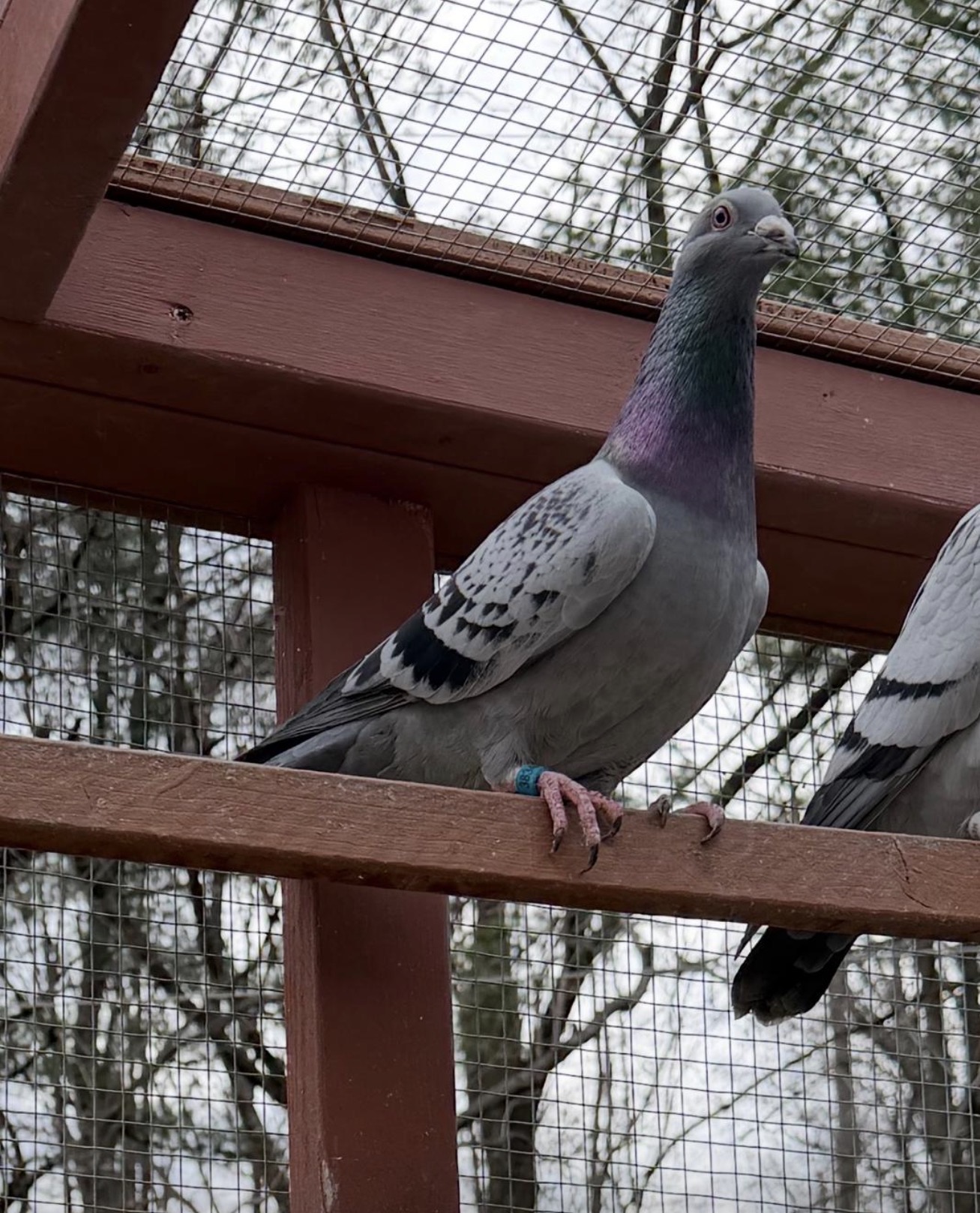 2025 cock inbred best kittel and Jansen 