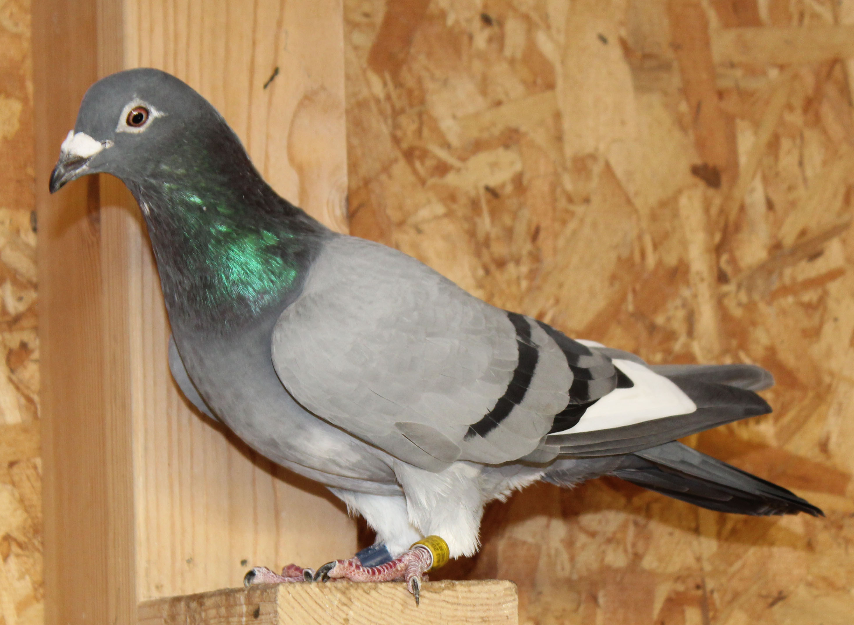 Bred from proven racer - AU National Ace Ranked – Proven Combine Performer