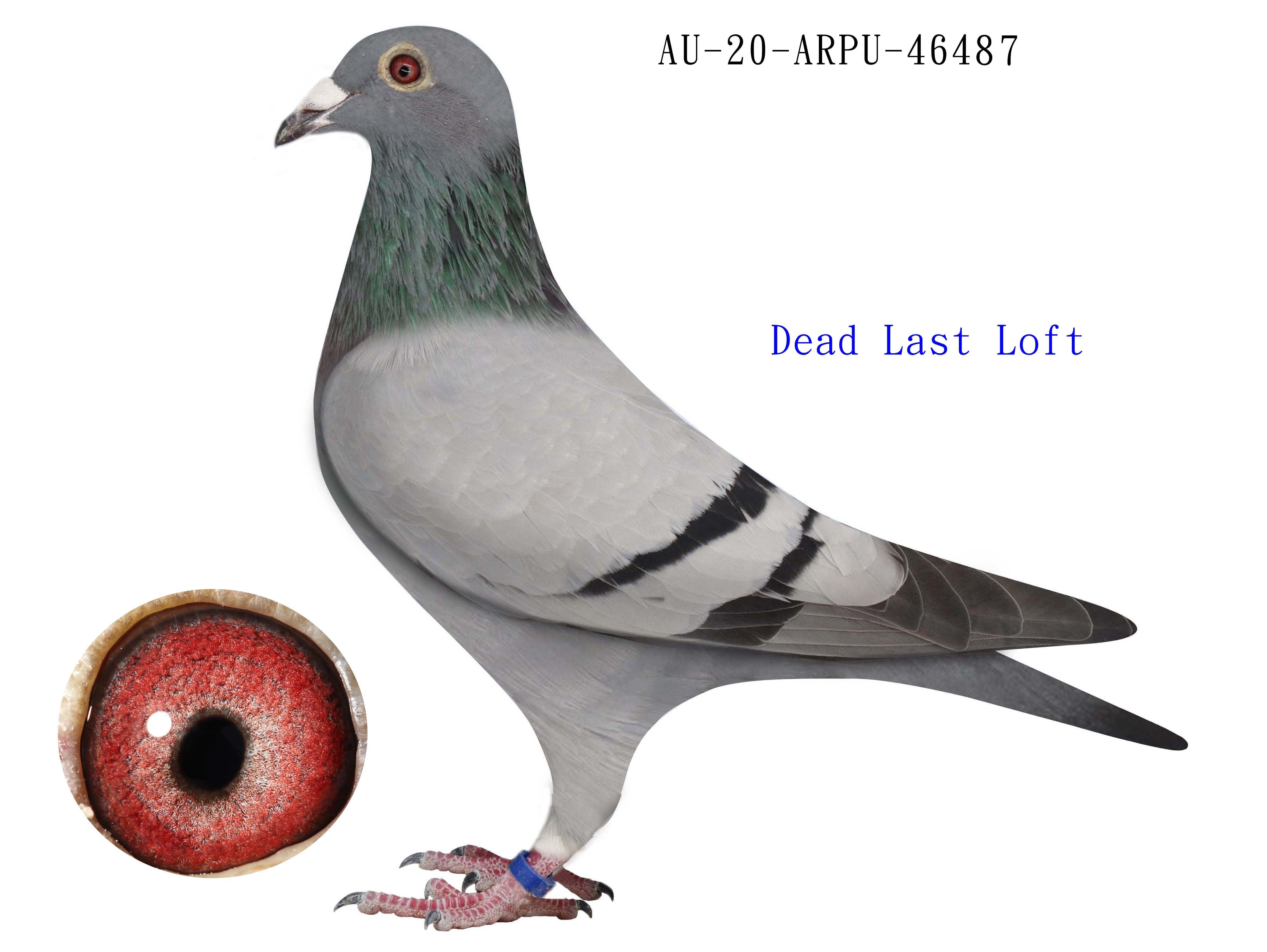 iPigeon.com - Racing Pigeon Auction