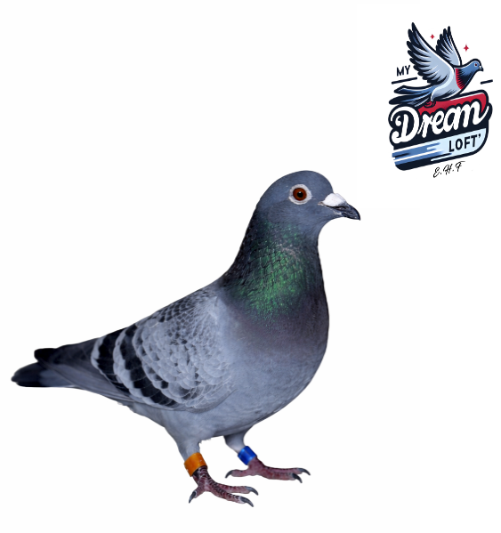 AU-166/2024 EHMY Cock