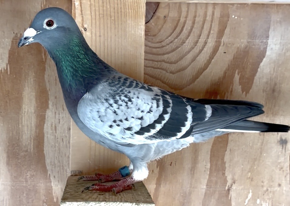 Direct out of Mr. Special Dolce