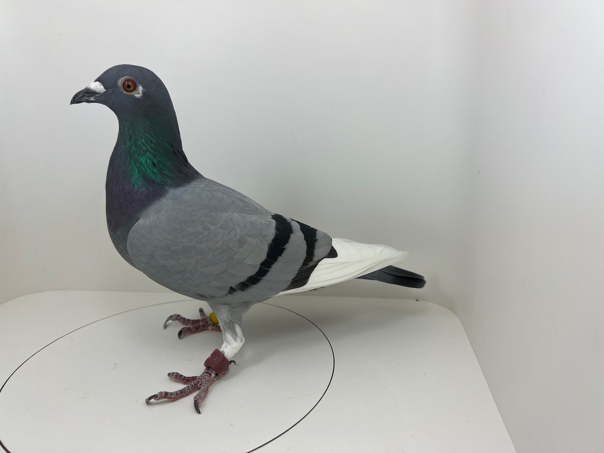AU 19 SCO 90115 BBWF HEN
