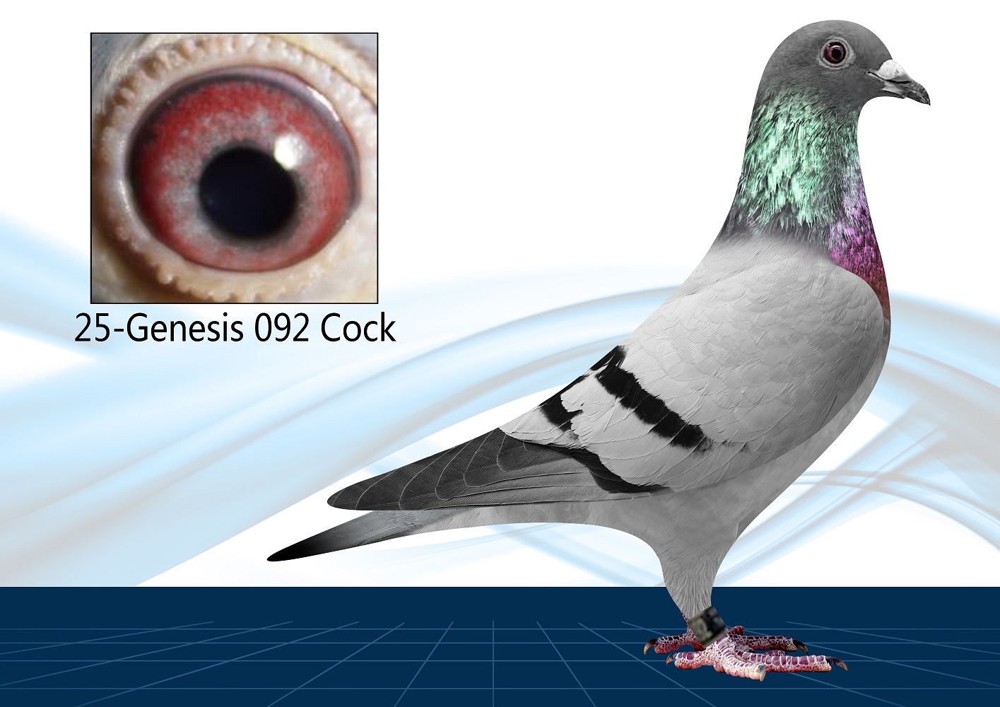 25-092(Cock) 100% Gaby 