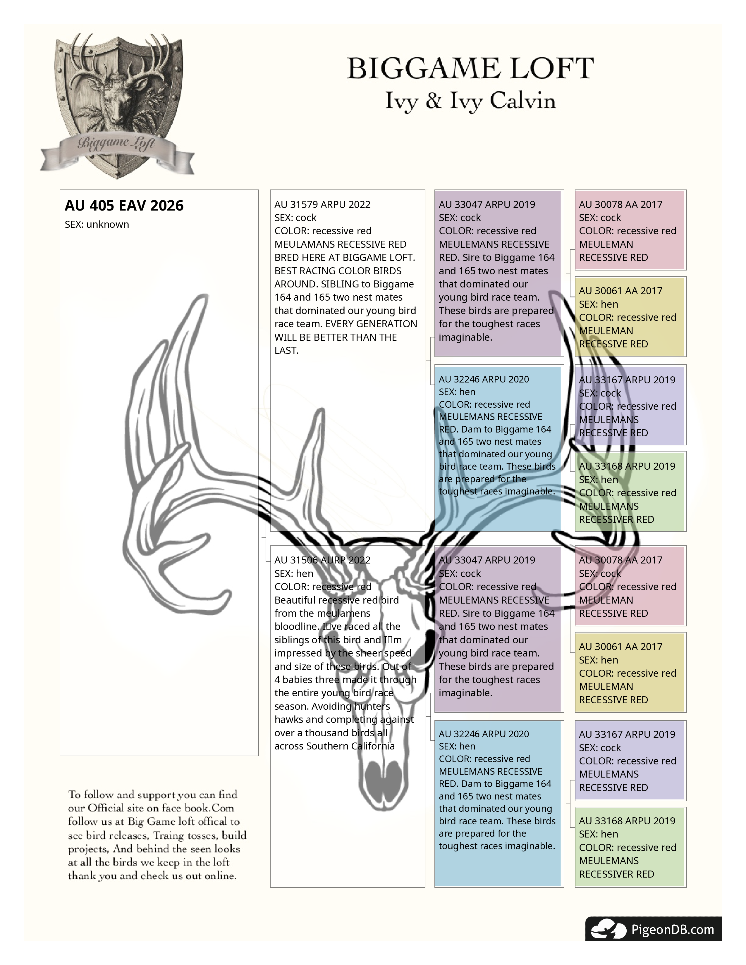 Meulemans Recessive Red 405