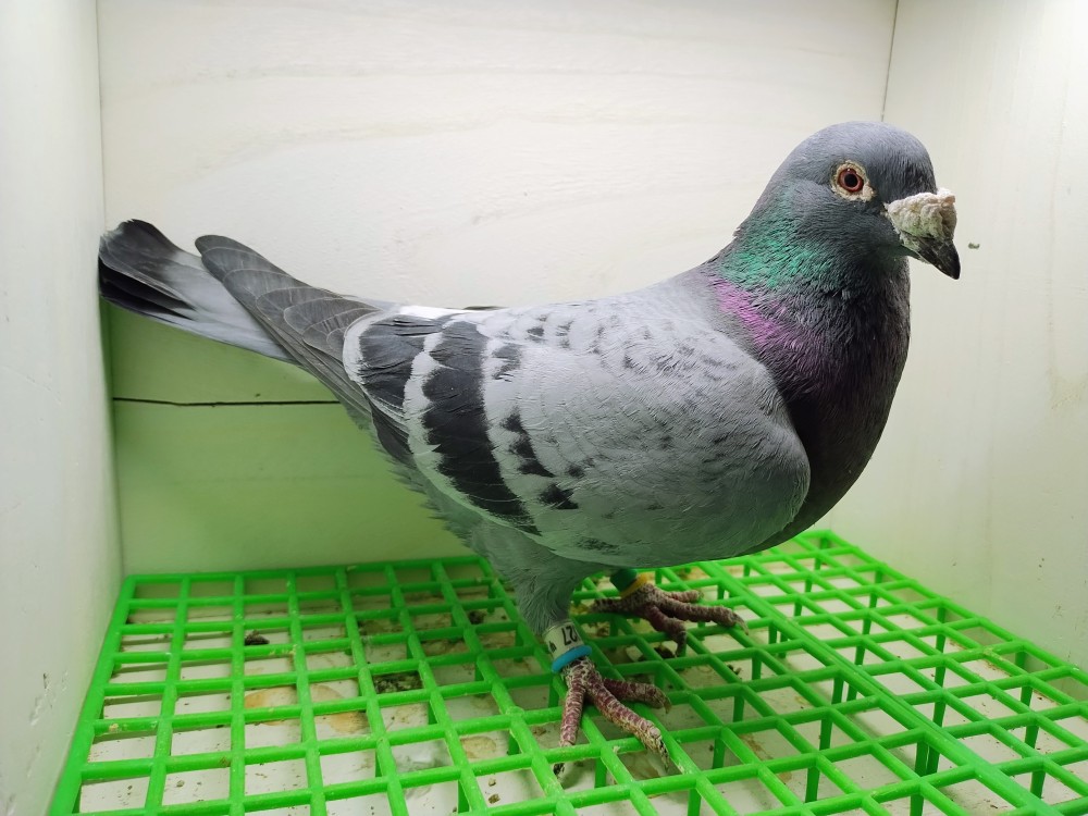 Inbred BC Havenith cock 