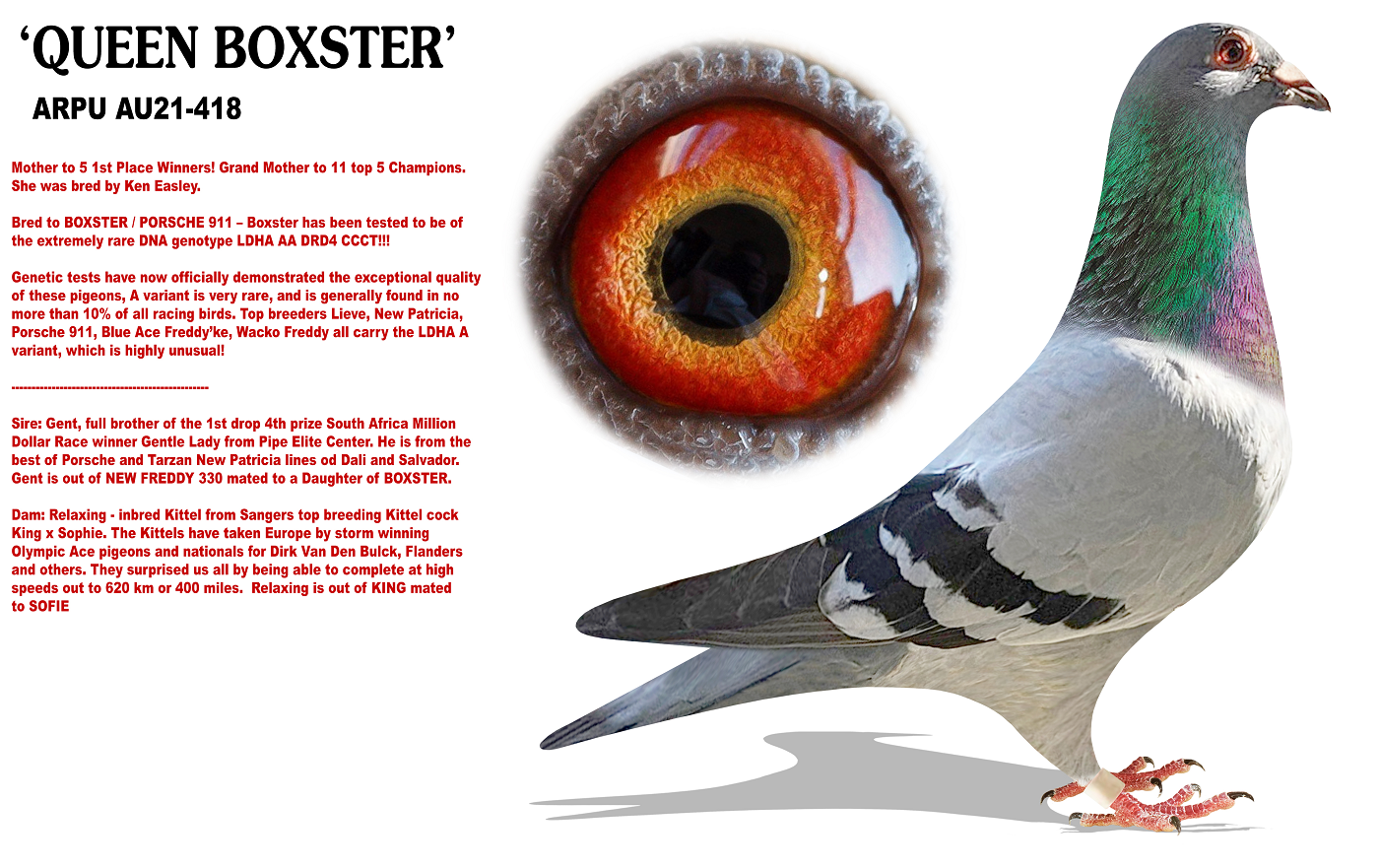 iPigeon.com - Racing Pigeon Auction