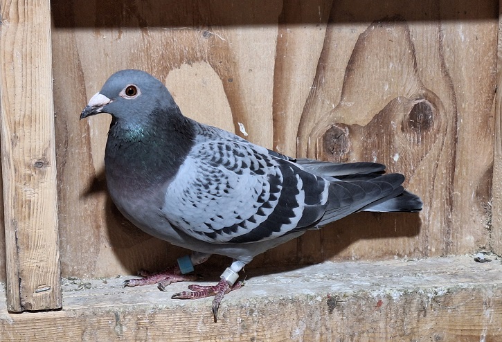 IF 2021 LIN 126 BC Van Loon Hen , Best Of Dr.Brown