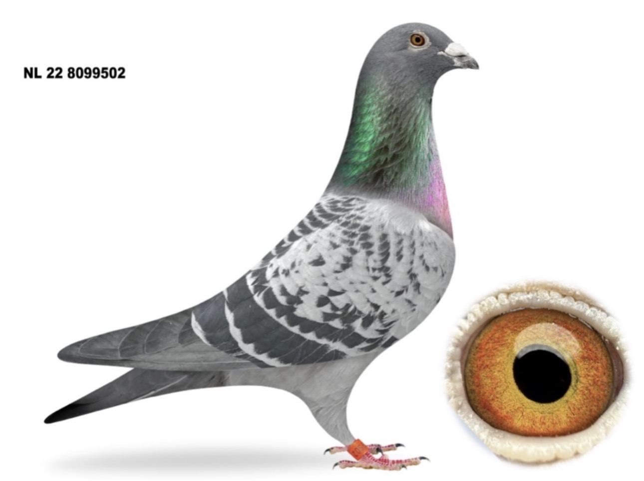 NL22-8099502 Cock 
