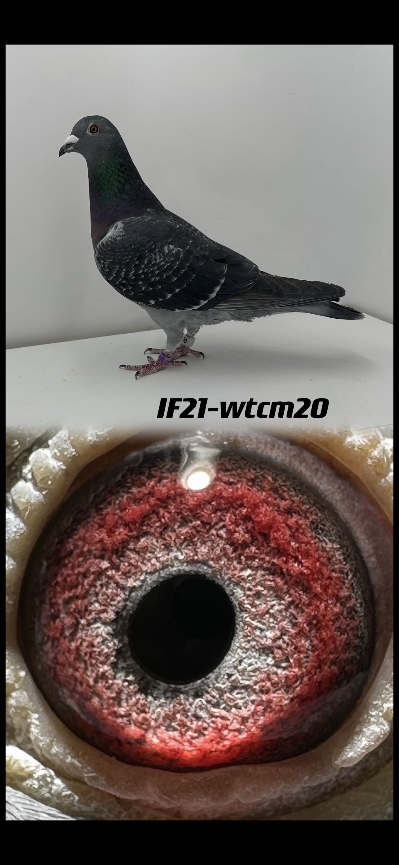Preview Image 1