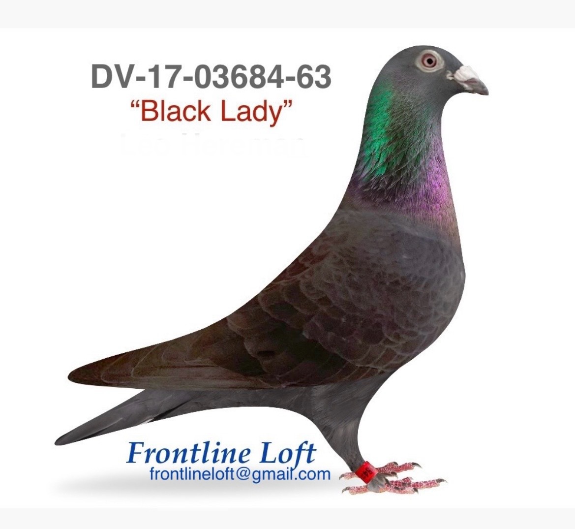 IMPORTED BLACK HEN, OUTSTANDING PEDEGREE