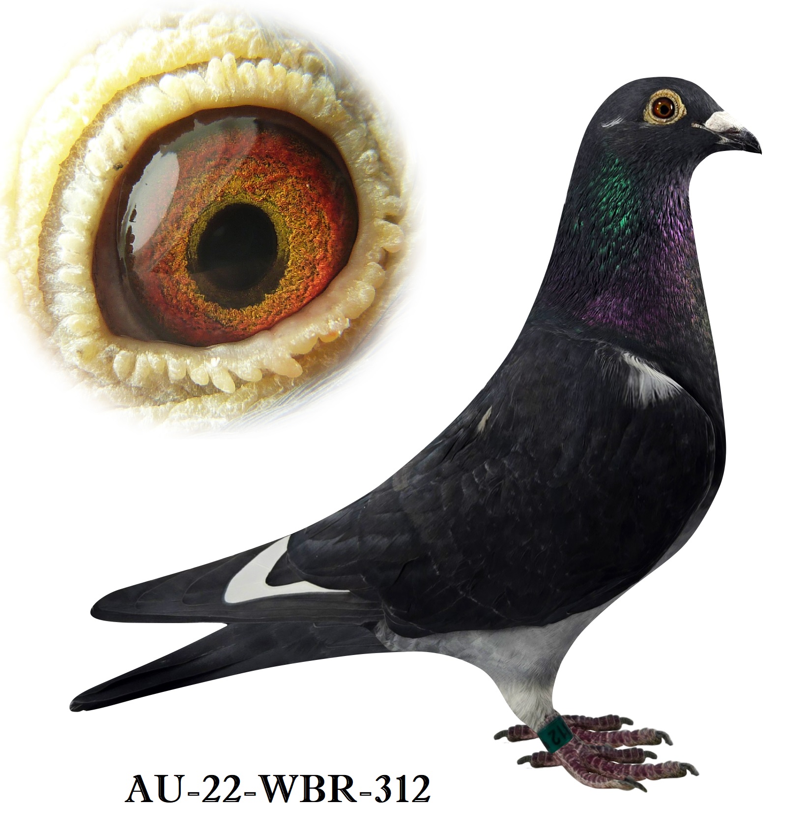 Dark WF hen - Father 1st Champion Bird. Mother bred 1st 500 NEO