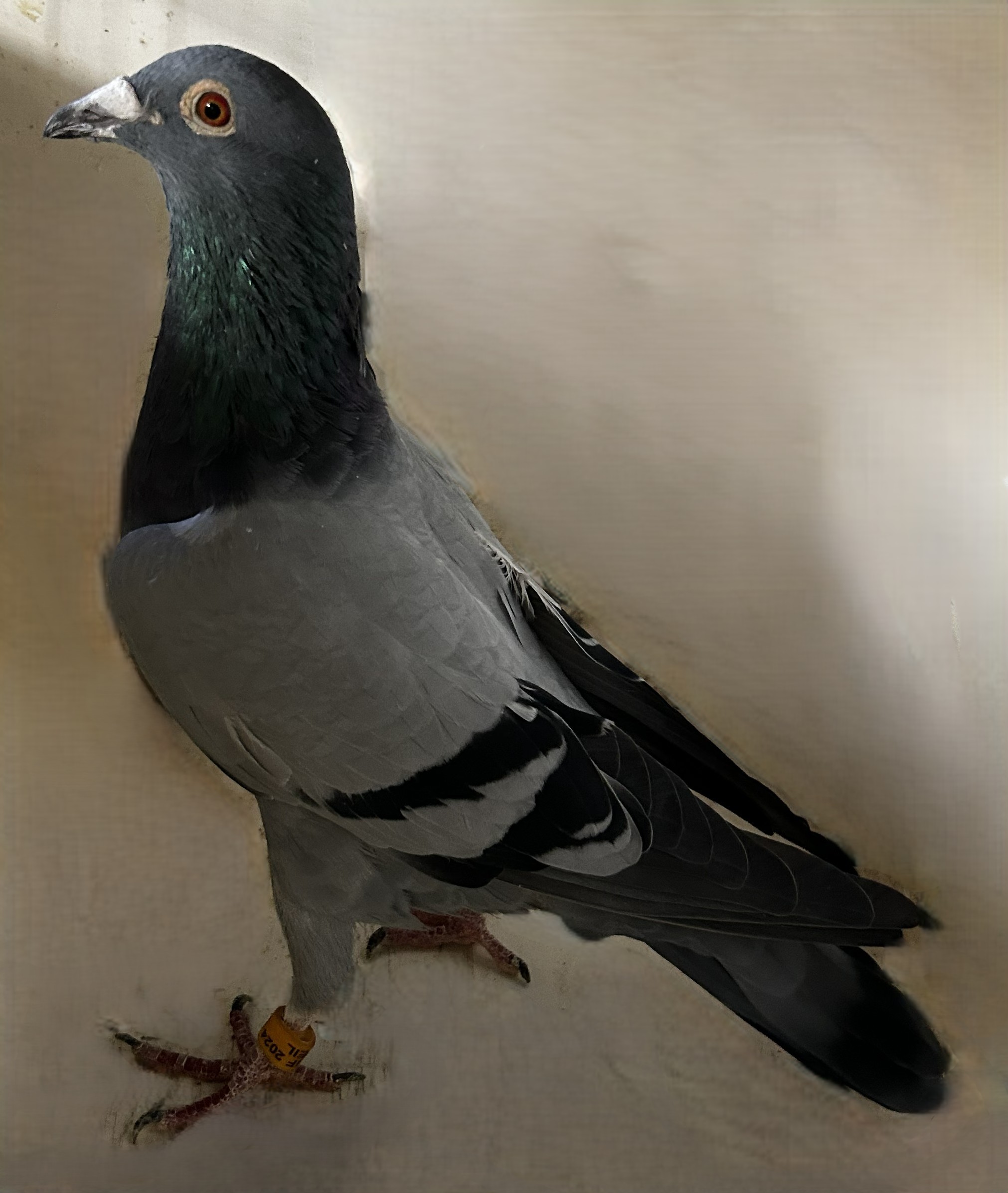2024 Neil 56050 Inbreed "Said in Spun Silver " BB Hen
