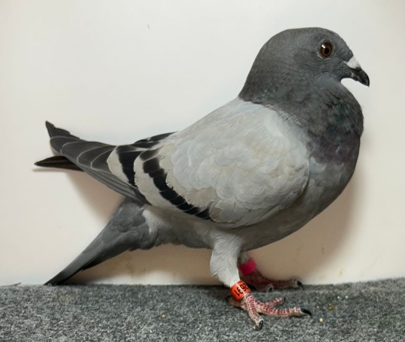 Preview Image 2