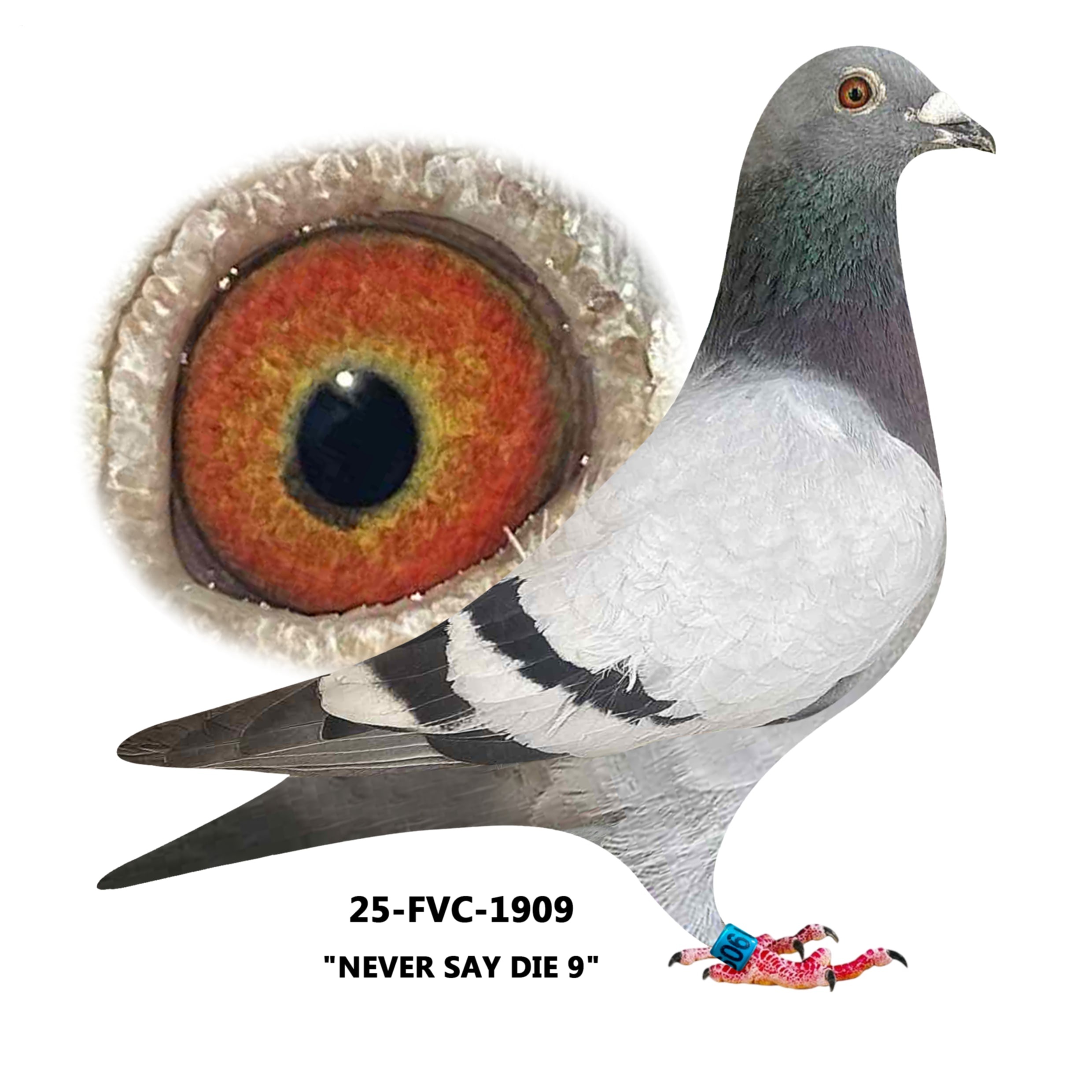25-FVC-1909 Blue Bar Cock.