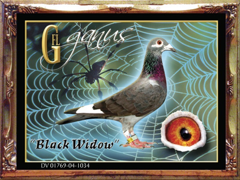 22-DV-680-26984 Blue Check WF Cock.