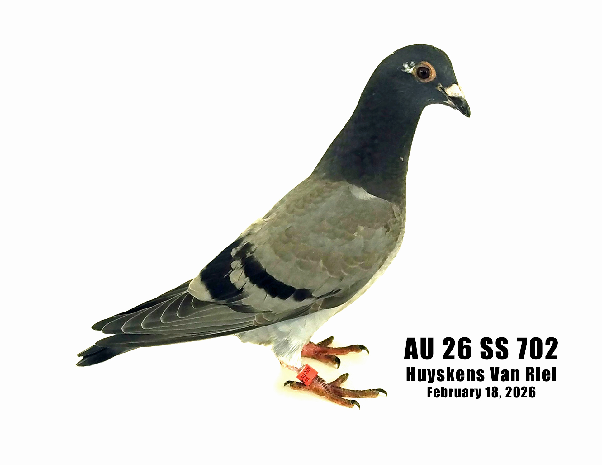 AU 26 SS 702 100% Huyskens Van Riel young bird