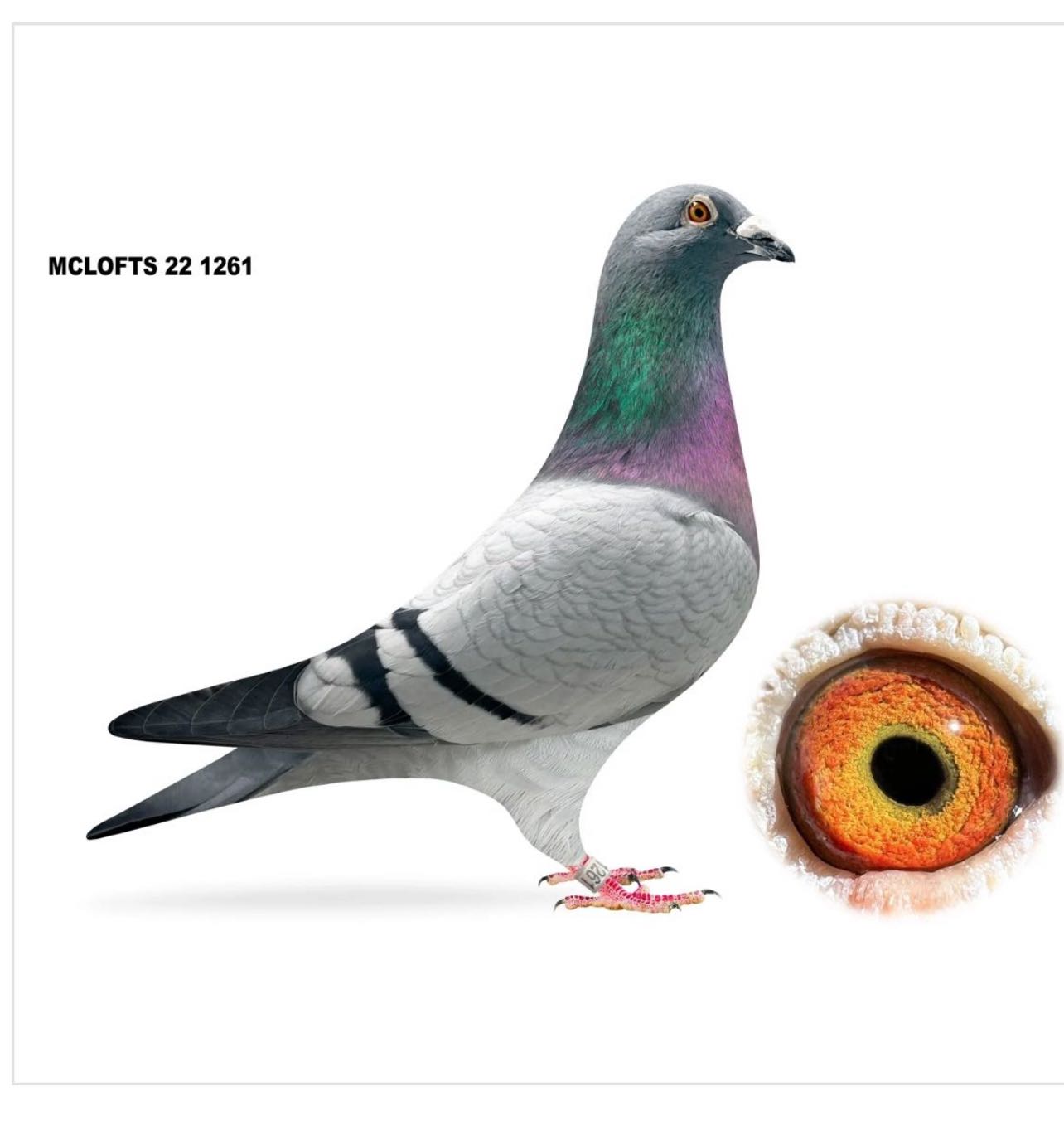 2022 AU MCLOFTS 1261 COCK