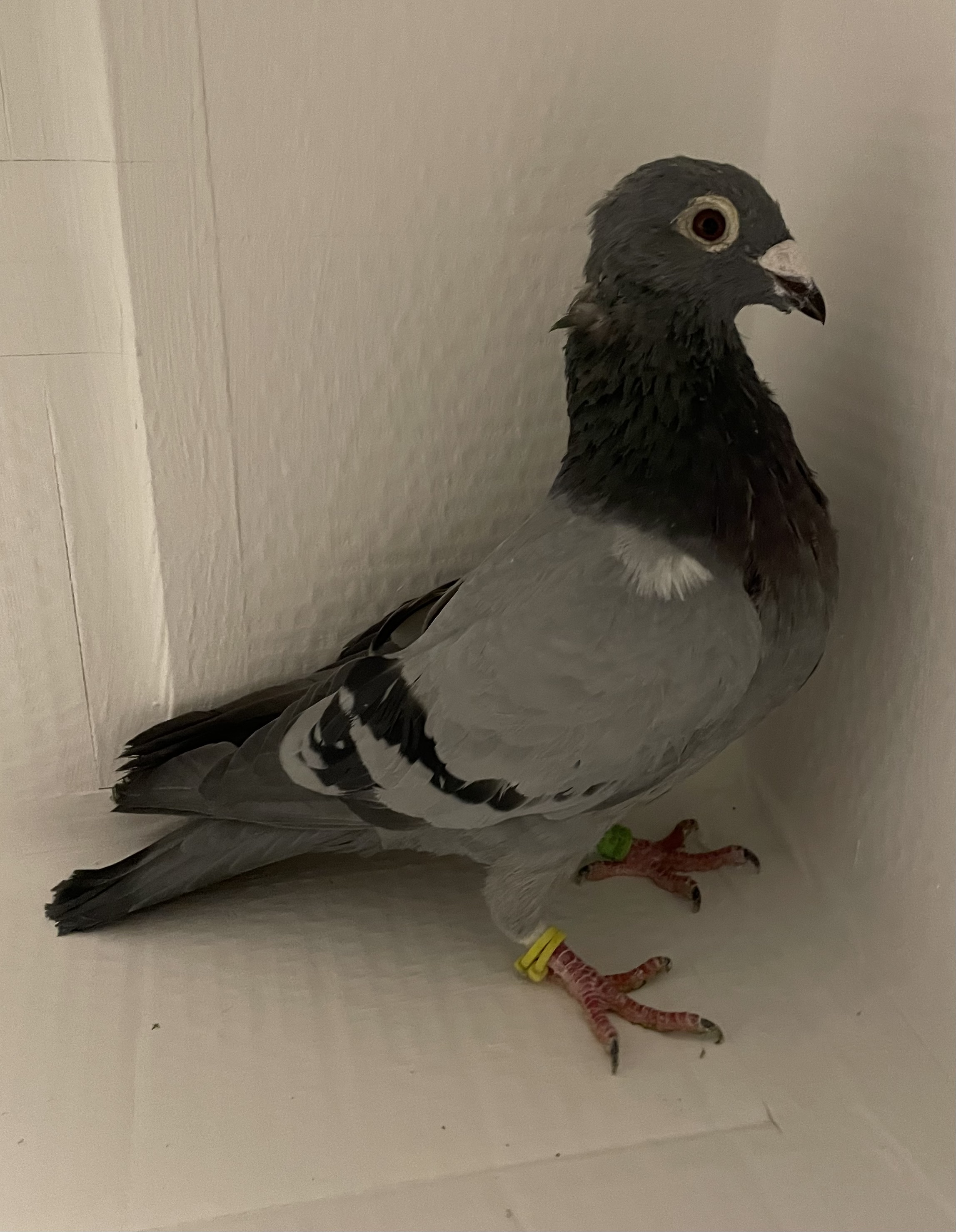 AU 2023 ARPU 24453 BBH