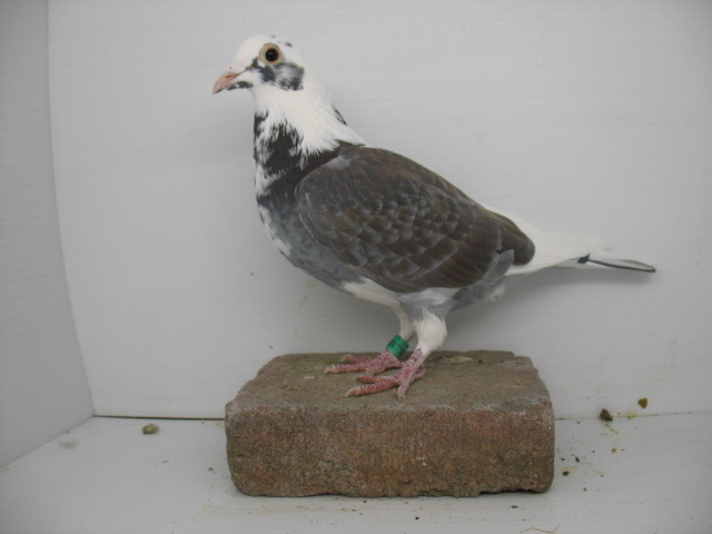 iPigeon.com - Racing Pigeon Auction