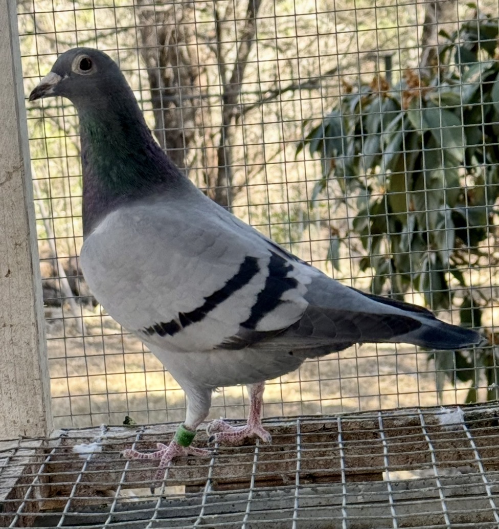 10th Place GSWC band race