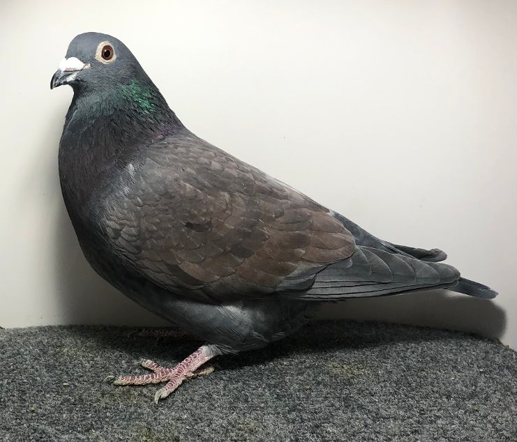 796 TULSA AU 2023 Chocolate Hen