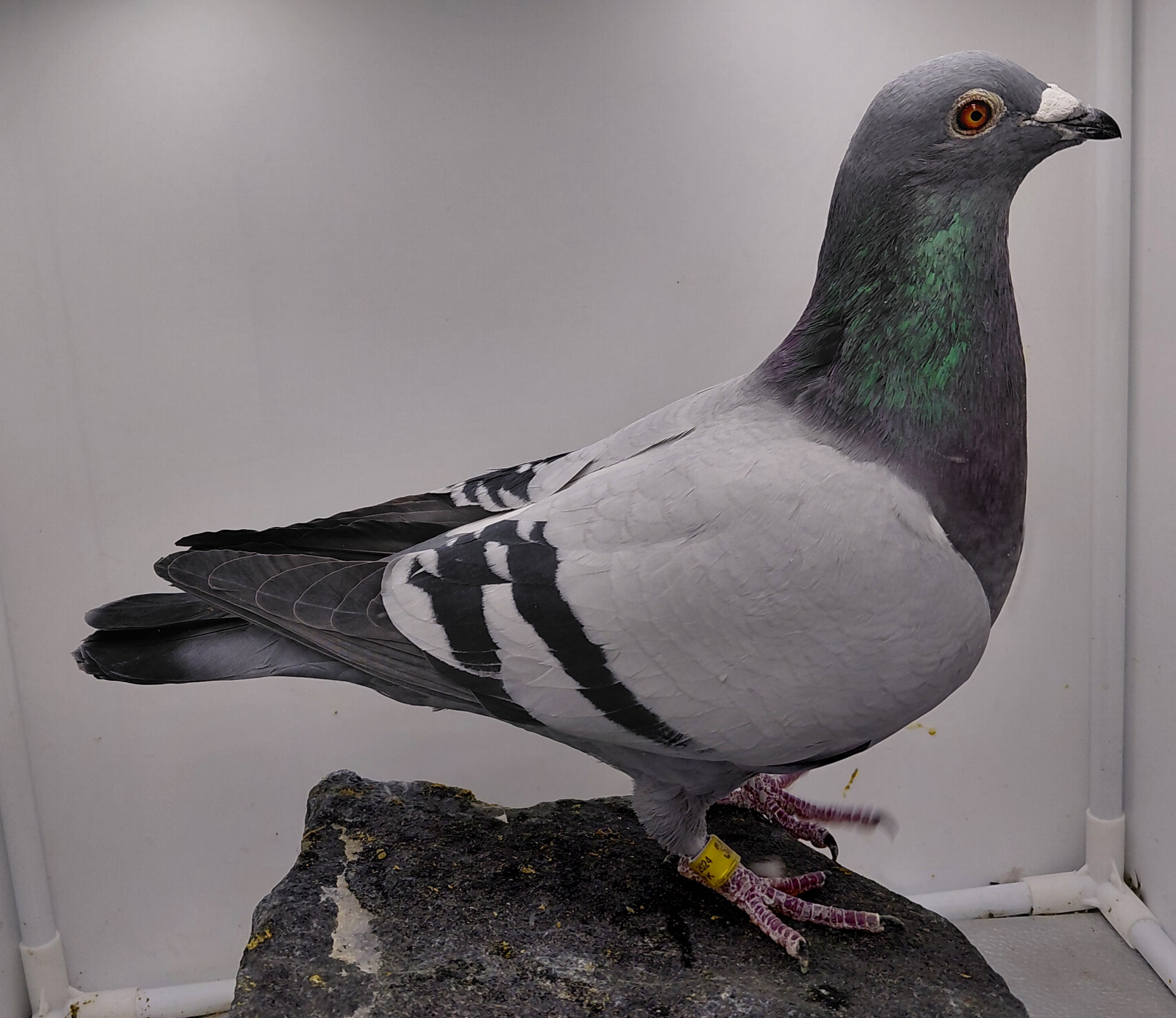 VYK 3230 -24 BB COCK