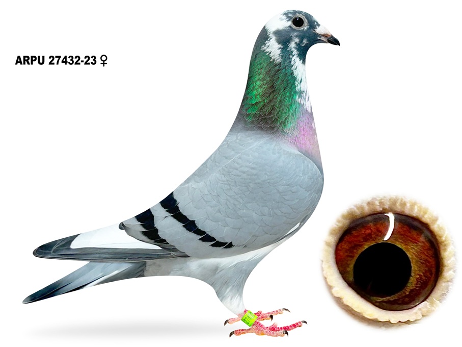 iPigeon.com - Racing Pigeon Auction