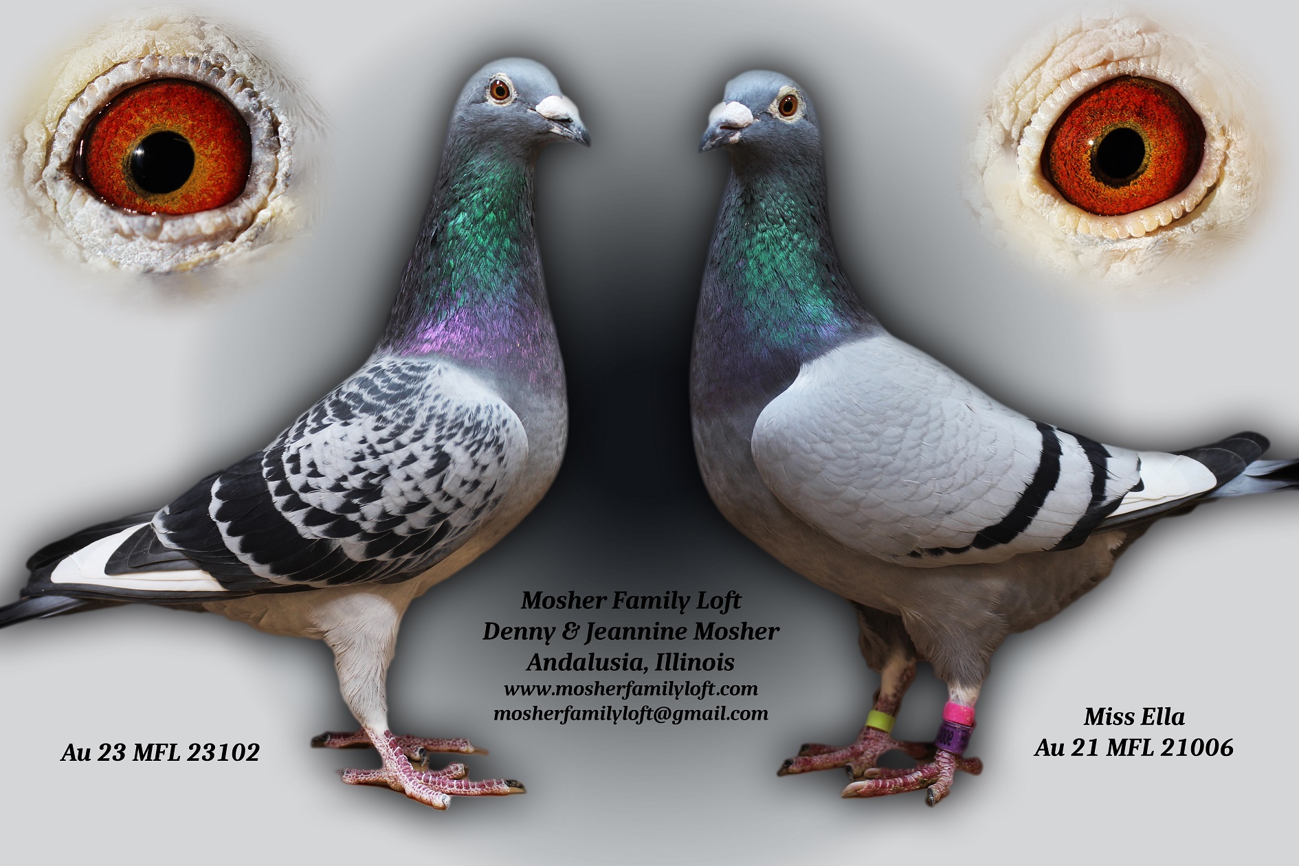 AU 26 MFL 26069 Cock