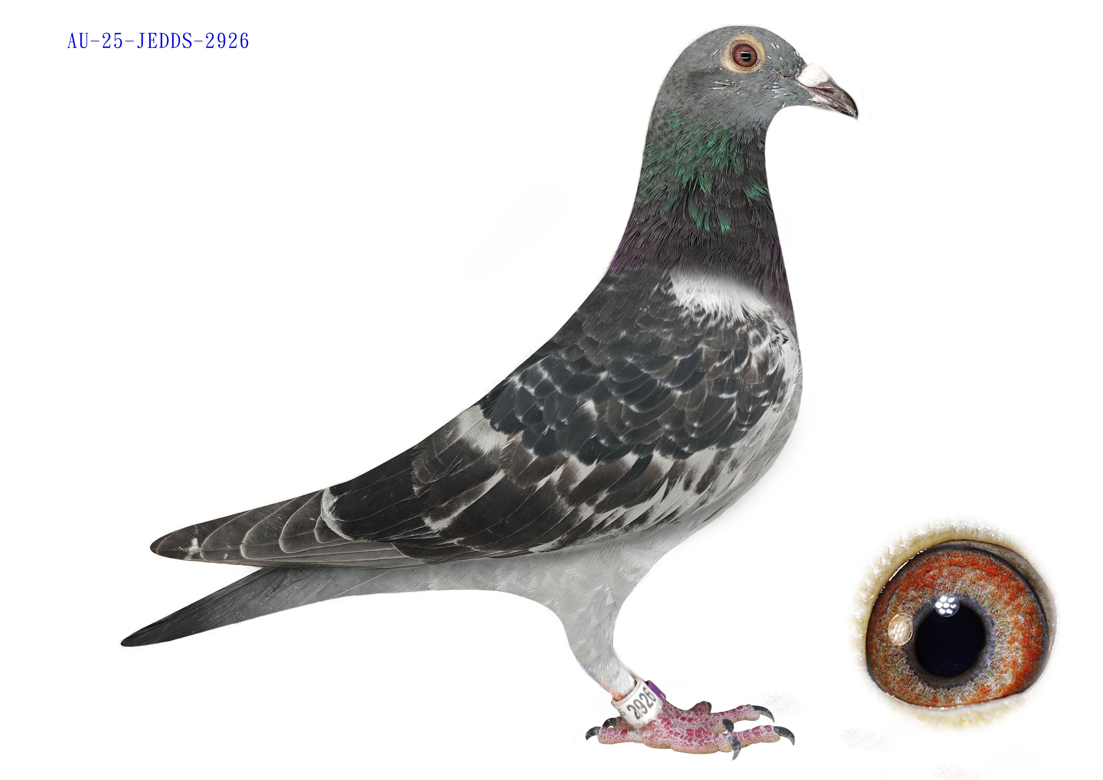 AU-25-JEDDS-2926 Huyskens-Van Riel