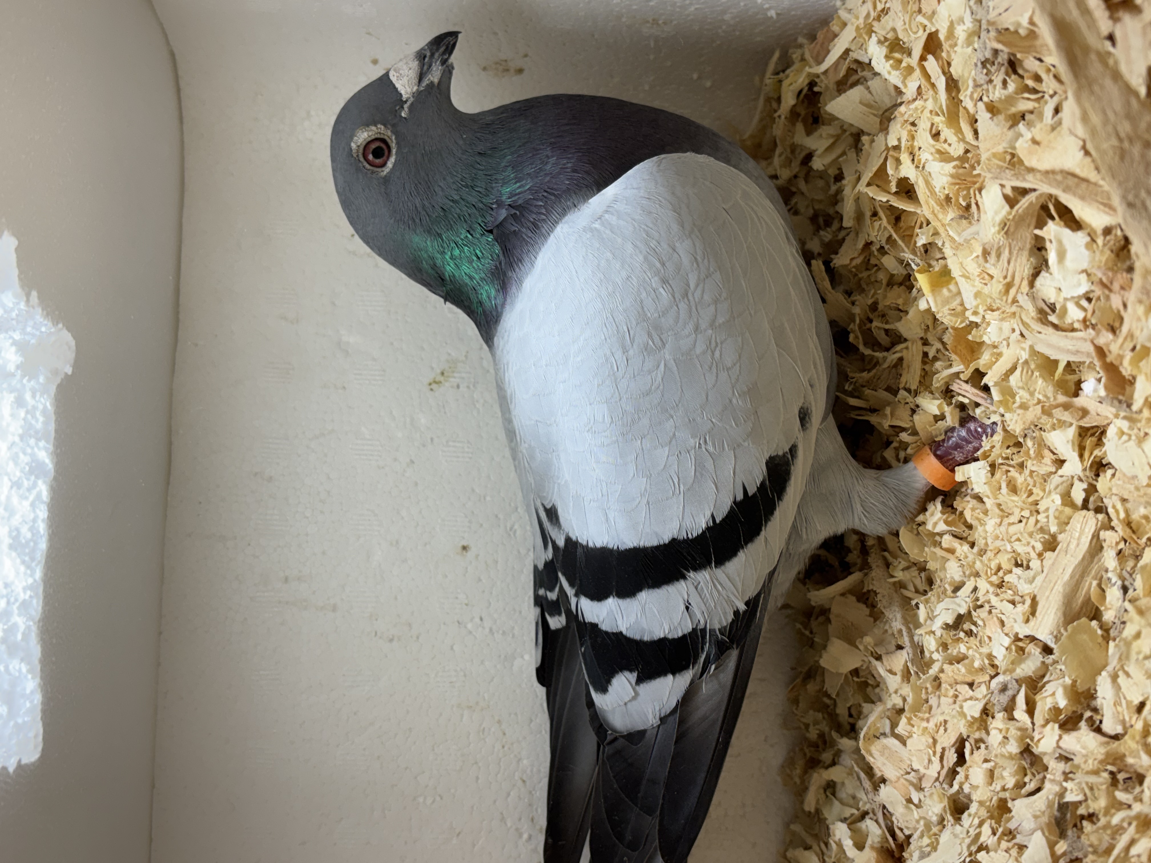 Preview Image 4