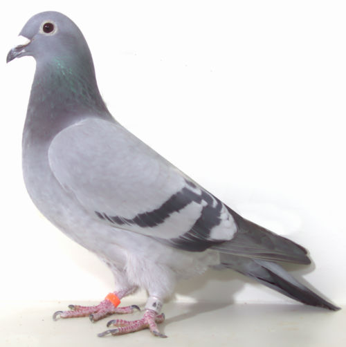 AU 22 SKY 98 BLUE BAR HEN