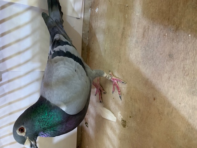 AU 22 IND 236 BB Pied Cock