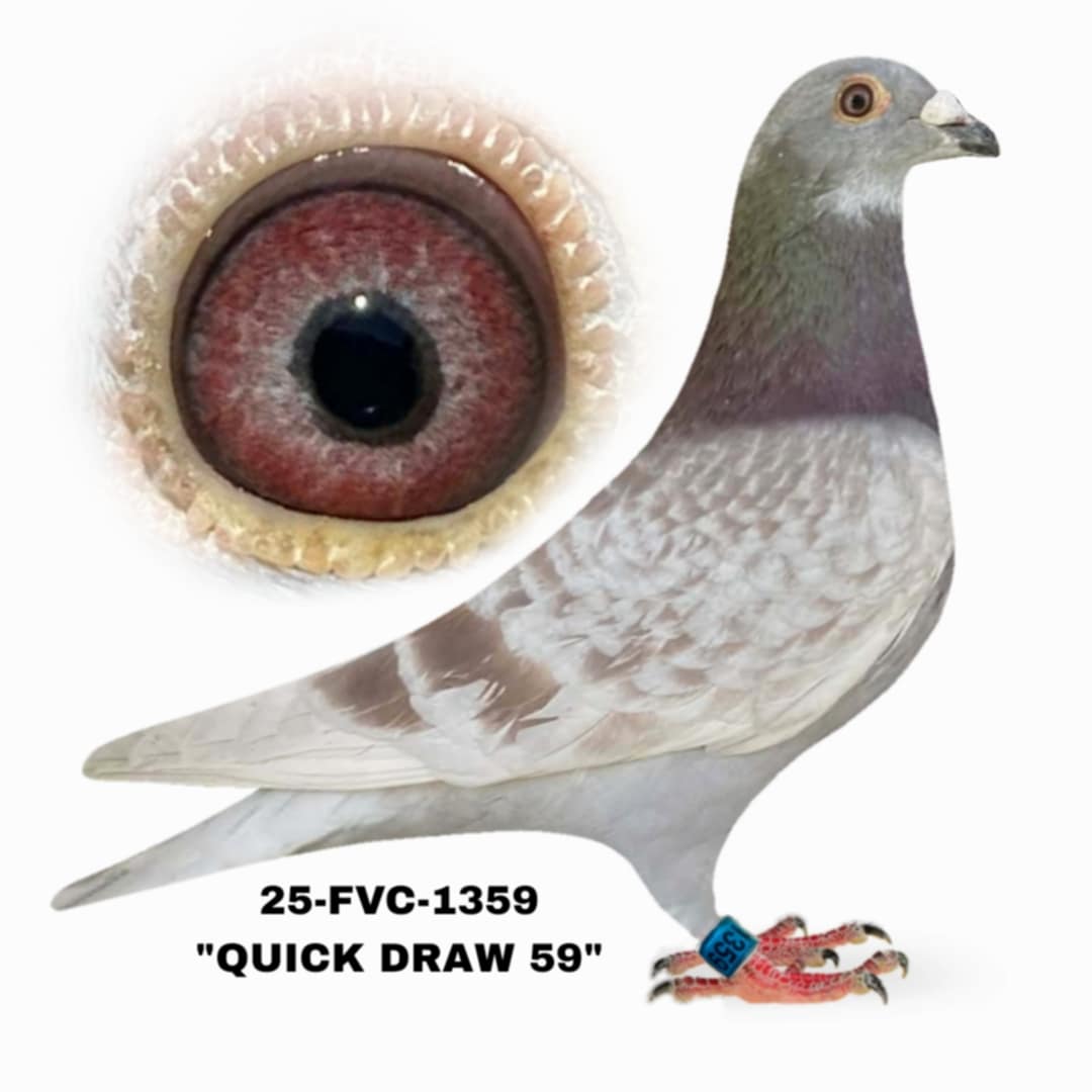 25-FVC-1359 Red Check Cock.