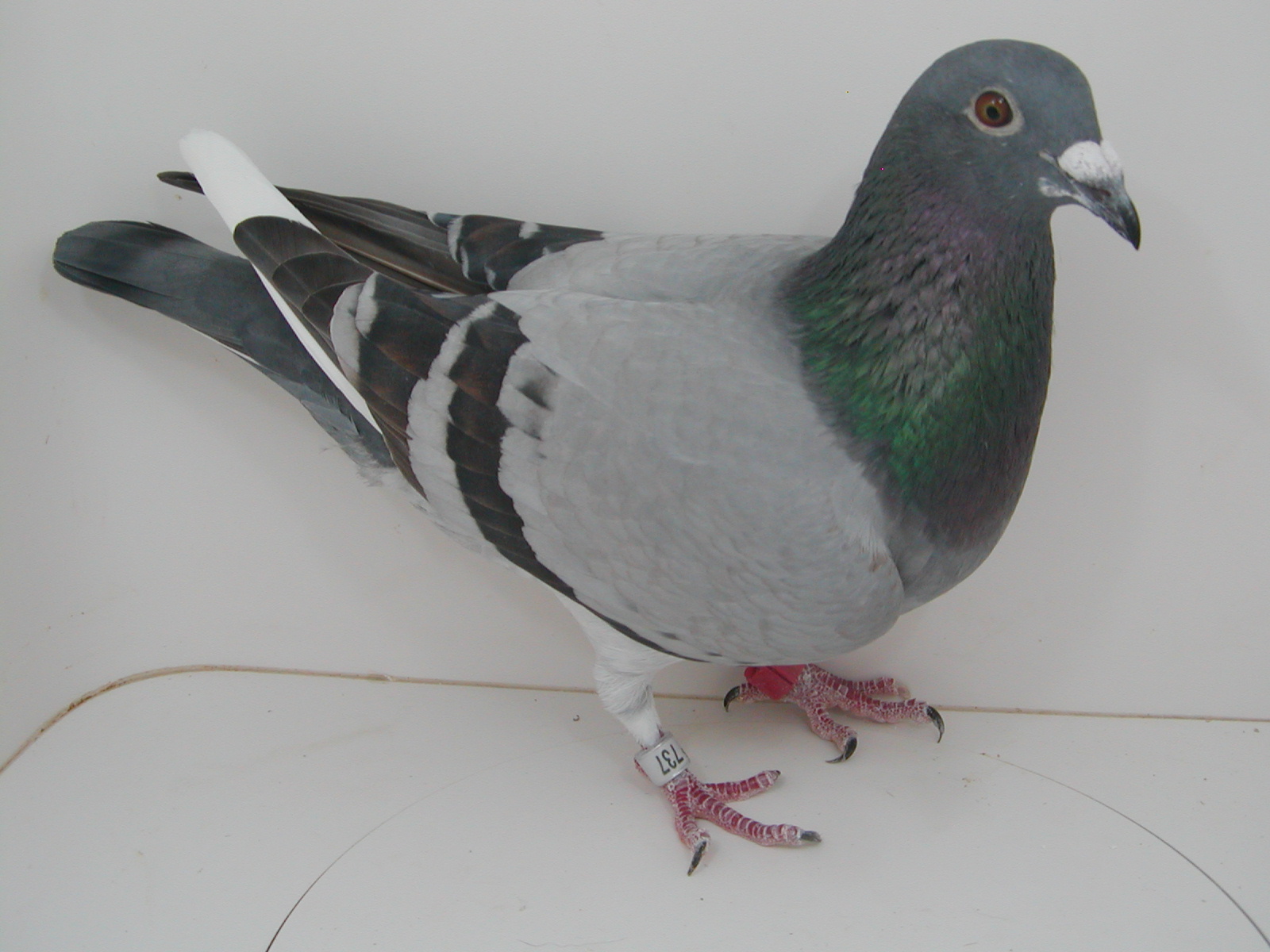 AU 25 JEDDS 737 GR-DAU OF "BIGITY" MY #1 SVR COCK
"RED DANIAL" DAM; MEULEMAN
BBTIC WF HEN
