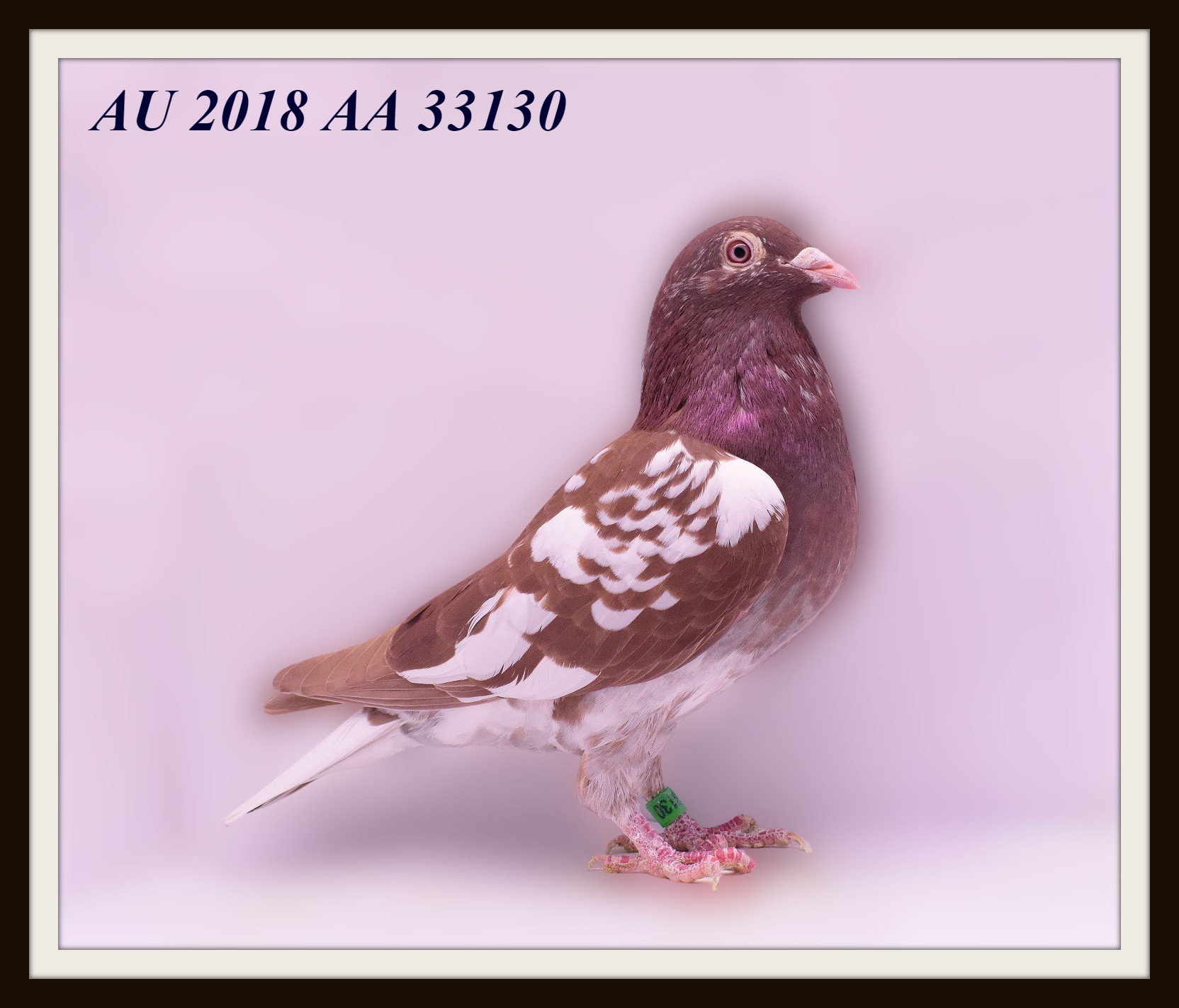 iPigeon.com - Racing Pigeon Auction