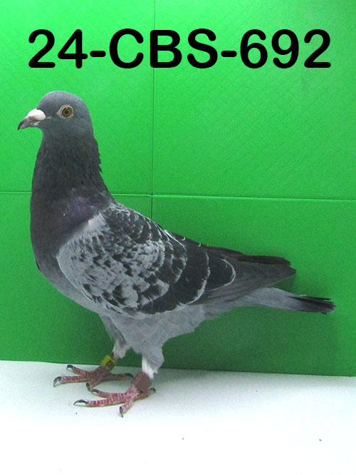 24-CBS-692 Blue check cock.