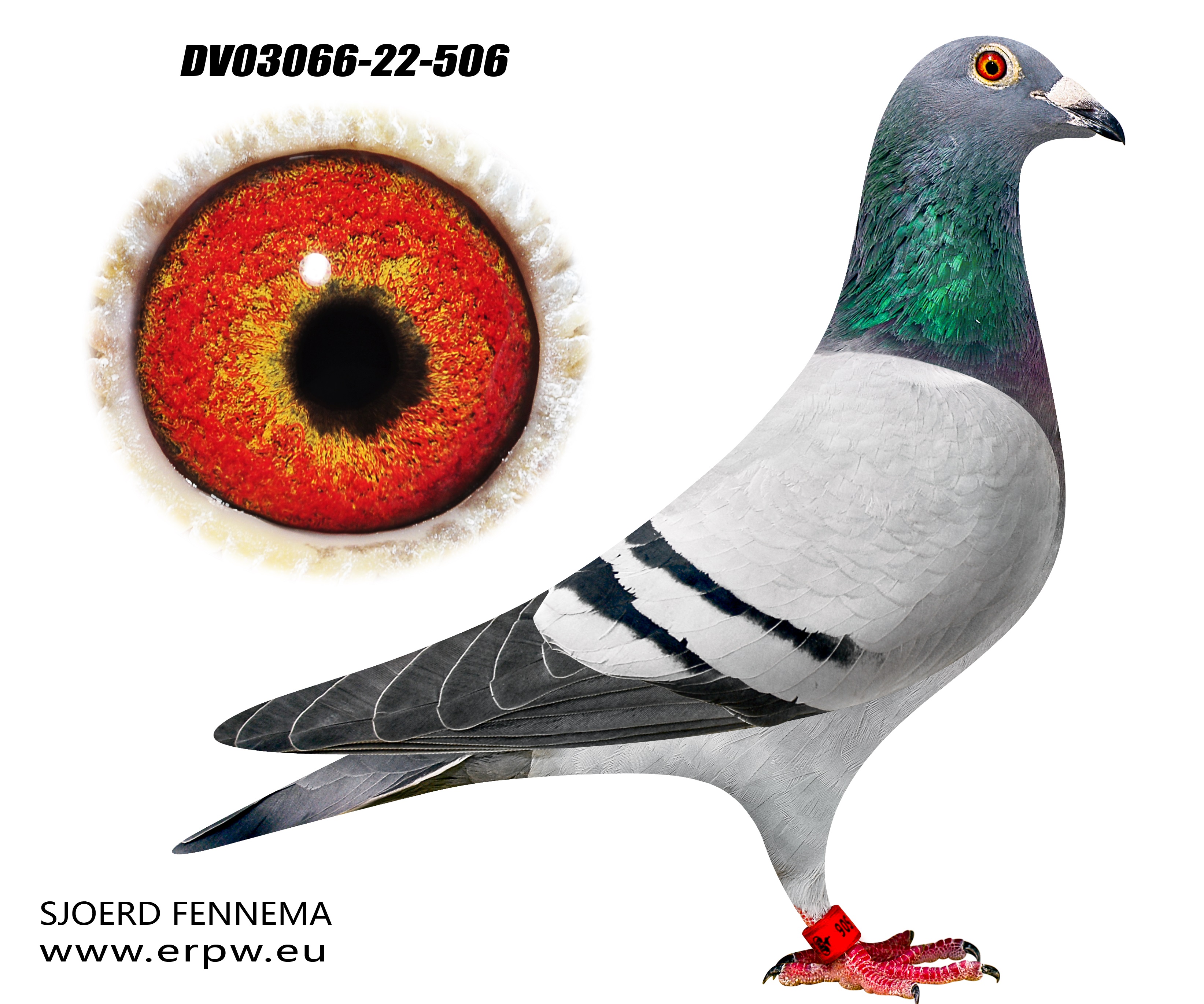 Willy Daneels & Jespers vanderwegen Hen / DV03066-22-506 (with video)