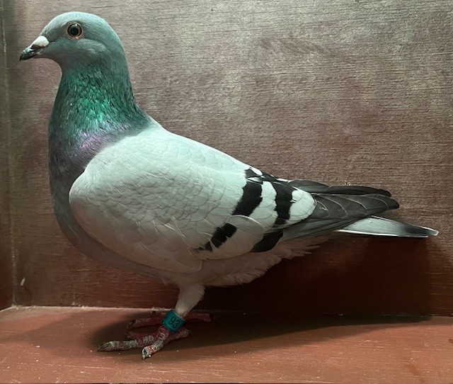 BREEDING HEN OFF IMPORTS