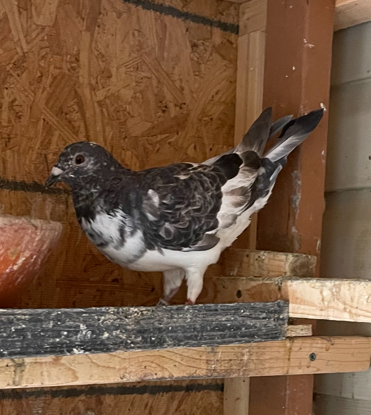2025 cock van loon  legend “silver shadow “