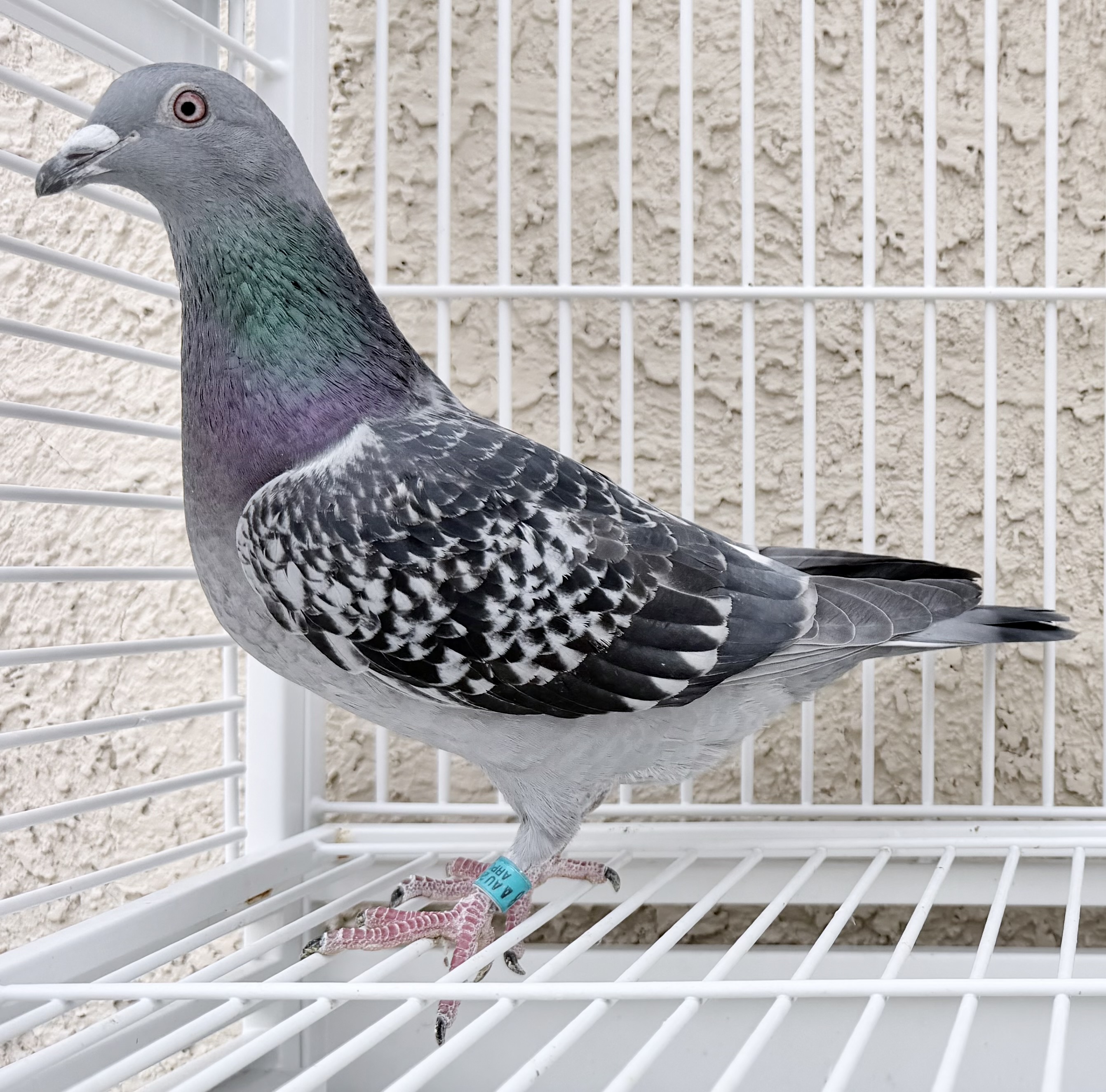 young rossi x kw cock